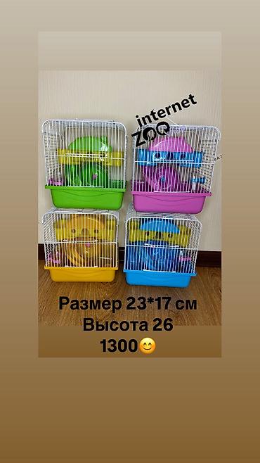 Хомяки: Продаются хомячки ручные. В нашем питомнике вы можете приобрести — 23