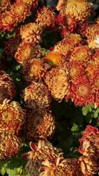 кресло кожаное офисное: Хризантемы садовые (многолетние, осеннего цветения) - Сорта и