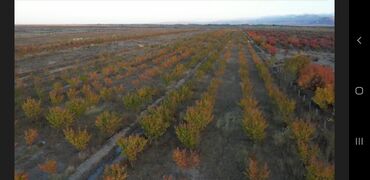 Продажа участков: 160000 соток, Для сельского хозяйства at lalafo.kg — 2 Продажа участков: 160000 соток, Для сельского хозяйства — 2