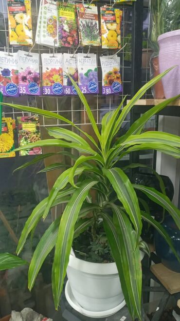 Şitillər: Gül satsi Vathcapa yazın isdediyniz gülü ünvanda catraq Otaq gülleri — 12