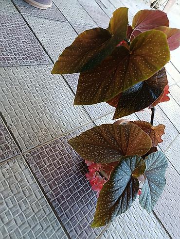 çiçəklər: 🌿Begoniya maculata (albalı-muncuqlu begoniya) – dekorativ yarpaqlı və — 2