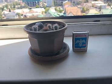 Кактусы: Продаю кактус — 3
