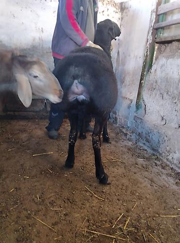 Баран, овца: Продаю | Баран (самец) | Для разведения | Племенные — 2