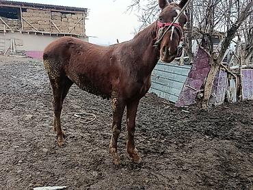 Лошади, кони: Продаю | Жеребенок | Рабочий, Конный спорт — 3