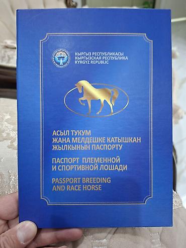 Үй жаныбарлары: Сатам | Бээ (ургаачы) | Ат спорту | Асыл тукумдуу — 6