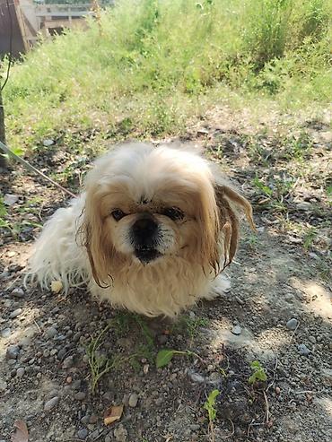 it satışı 2021: Pekines, 11 ay, Erkək, Peyvəndli, Ödənişli çatdırılma — 1