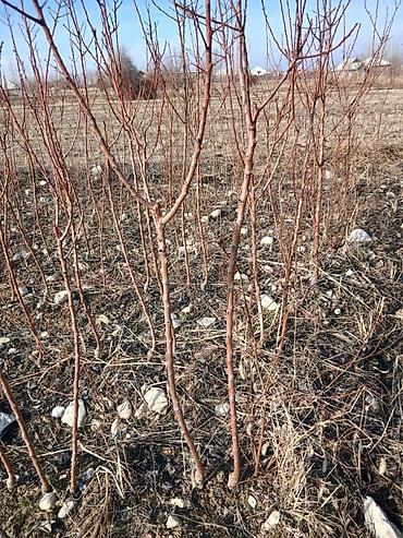 Другие фруктовые и ягодные растения: Ассаламу алайкум Турдуу кочоттор сатылат дыйканчылык озубуз — 13