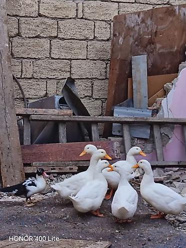 it evi satilir: 7 ördəydi. 1 lal ördəydi 6 sı Rasiya ördəyləridi.Şəraitim olmadığına — 2