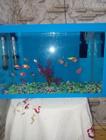🐠 *AKVARYUM SATILIR - MƏRDƏKAN* 🐠 📏 Ölçü: Eni 46 sm / Uzunluğu 30 sm lalafo.az -da 🐠 *AKVARYUM SATILIR - MƏRDƏKAN* 🐠 📏 Ölçü: Eni 46 sm / Uzunluğu 30 sm