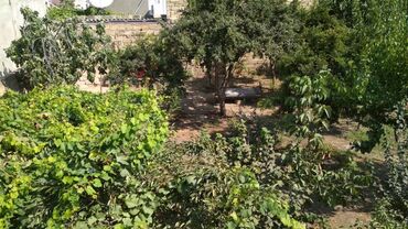 Torpaq sahələrinin satışı: 3 sot, Tikinti, Maklerlər narahat etməsin, Kupça (Çıxarış) -da lalafo.az — 10 Torpaq sahələrinin satışı: 3 sot, Tikinti, Maklerlər narahat etməsin, Kupça (Çıxarış) — 10