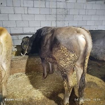 Продам с/х животных: Продаю | Бык (самец) | Полукровка | На откорм | Привязанные — 3