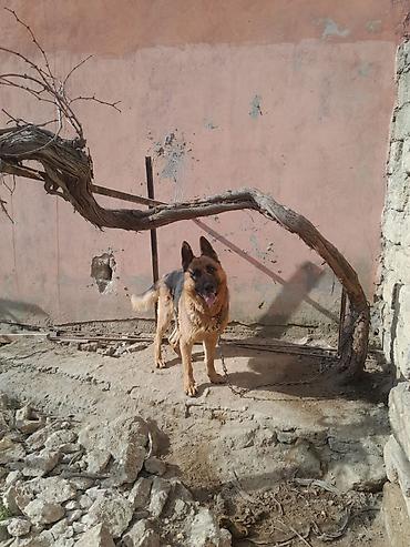 İtlər: Alman çoban iti, 3 il, Dişi, Ünvandan götürmə — 14