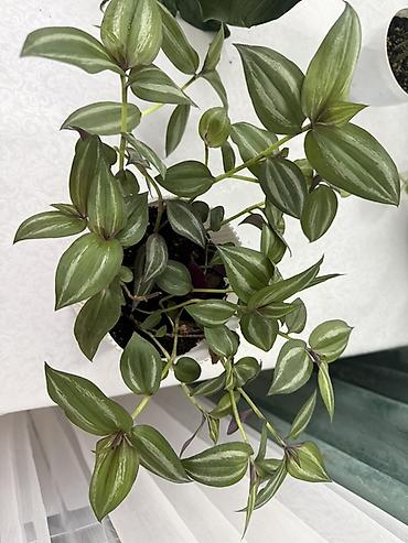 куплю корзины: Традесканция зебрина (Tradescantia zebrina) — ампельное комнатное — 1