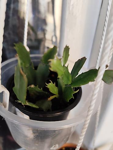 Декабристы: Алоэ Вера детки и алоэ столетник, для красоты, для лечения — 9