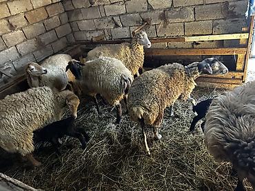 ordək necə gunə bala cixarir: Salam Aleykum! Allah hamının malına, ruzisinə bərəkət versin! 🤲🐑 🐏 — 4