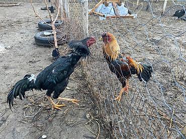 Куры, петухи: Продаю | Петух | Бойцовая | Для разведения, Для боев — 6