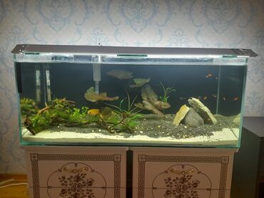 akvarium filter: Dördbucaq akvarium, Balıqlarla birlikdə, 160 l, Pulsuz çatdırılma, Ünvandan götürmə