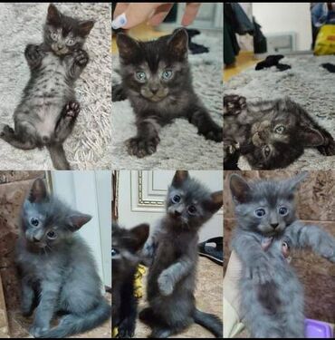 шотландский вислоухий котенок цена: Шотландская, Самец, Самовывоз