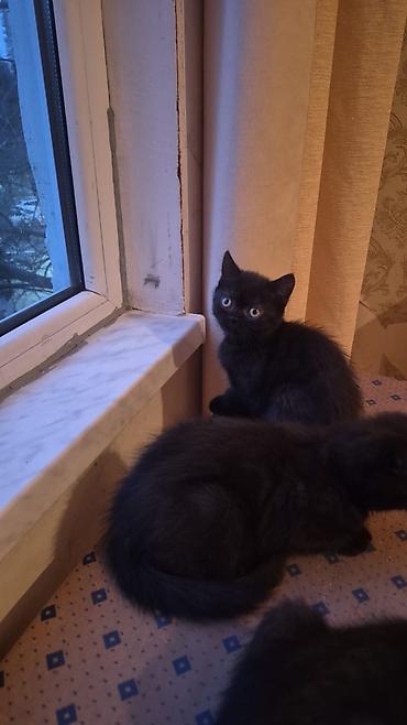 Pişiklər: Şotland yastı qulaq, Erkək, Dişi, Yaxşı əllərə, Ünvandan götürmə, Pulsuz çatdırılma, Ödənişli çatdırılma — 3