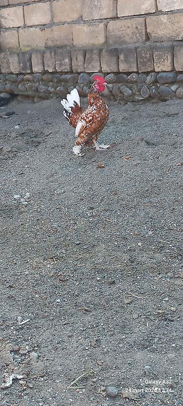 Toyuqlar: Toyuq, Damazlıq — 3