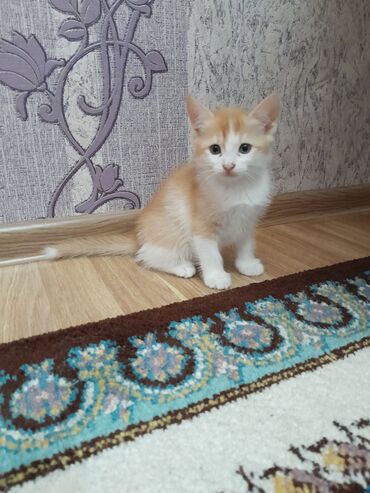 pisiy yuvasi: Şotland, Dişi, Ünvandan götürmə