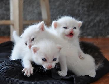 Продажа кошек: Тайская, 1 месяц, Мальчик, Белый — 4