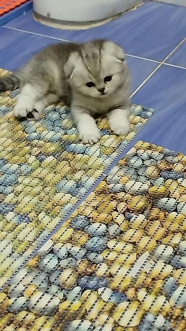 шотланский кошка: Шотландский вислоухий котёнок (Scottish Fold) - Окрас: серебристый с — 2