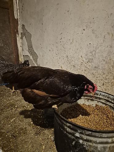 Toyuqlar: Toyuq, Yumurtalıq, Pulsuz çatdırılma — 13