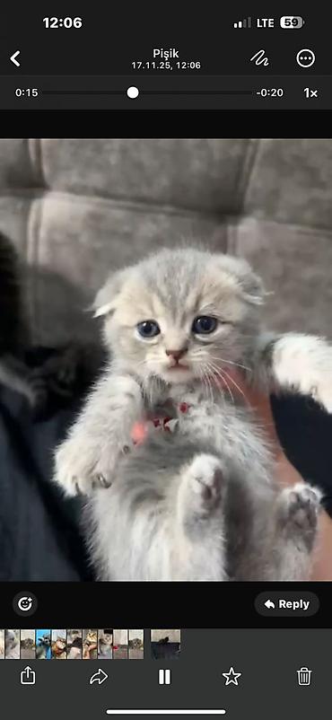 Pişiklər: Yaxşı əllərə — 13