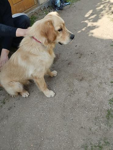 goldun: Retriever, 2 il, Erkək, Peyvəndli — 1