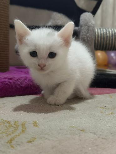 Pişiklər: Yaxşı əllərə — 9