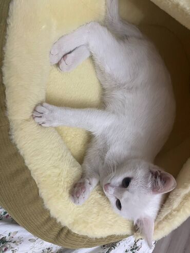 возьму котят: Отдам котёнка в хорошие руки! котёнок ласковый, к лотку приучен