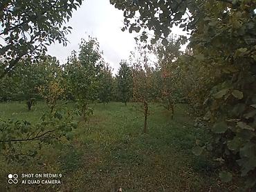 cilədağı bitkisi qiymeti: Meyvə bağı – müxtəlif növ ağaclarla əkilmiş torpaq sahəsi Təsvir: - — 7