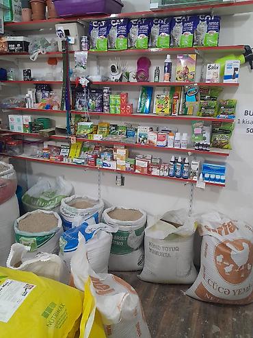 yemlər: Buğda - 0.42 q. hazır 50 kg kisələrdə Ünvan: Binə savxoz.( Çox alana — 4