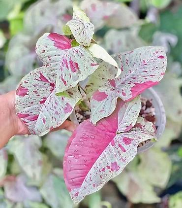 nergiz gülü şekilleri: Syngonium Milk Confetti – dekorativ ev bitkisi 🌿 Dekorativ bitki — 1