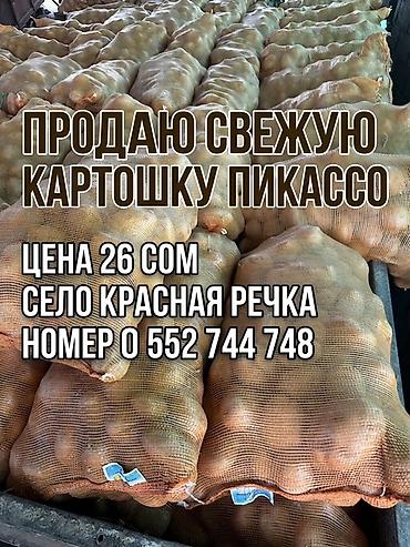 Картошка Пикассо, Оптом, В розницу