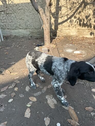 акустические системы triangle elara колонка в виде собак: Дратхаар, 2 месяца, Самец, С прививкой