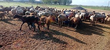 Продажа другой коммерческой недвижимости: Срочно продается кошара.( в 7 км от трасы Бишкек Кара- Балта ) 40 — 16