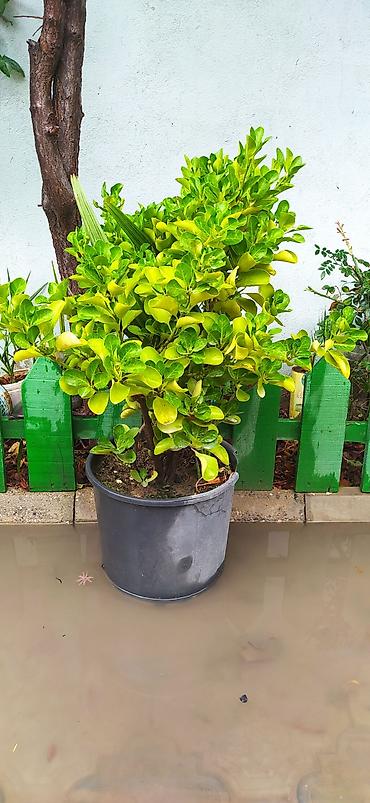 col bitkiləri: Bəzək kolu – Euonymus (qızılı-yaşıl yarpaqlı sortlar) - Saksıda — 2