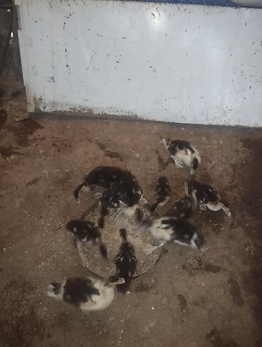 kənd təsərrufatı heyvanları: Satılır: ördək bala sürüsü

- balaca 5 AZN böyük 6 AZN ümumi 11 denedi — 3