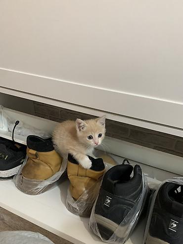 кошка в бишкеке: 2 месяца, Девочка, Приучена к лотку — 6