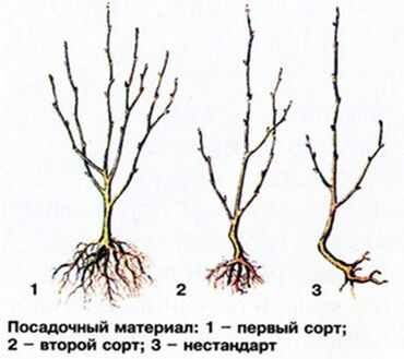Дрова: Дрова Самовывоз