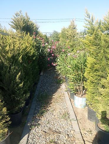 gul toxum satışı: Bağ-bitki uşaq bağçası üçün müxtəlif dekorativ bitkilər və ağaclar — 10
