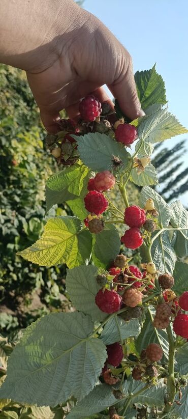 приму в дар вещи: Уруктар жана көчөттөр Малина