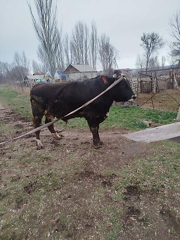 Коровы, быки: Продаю | Бык (самец) | Для разведения | Племенные — 16