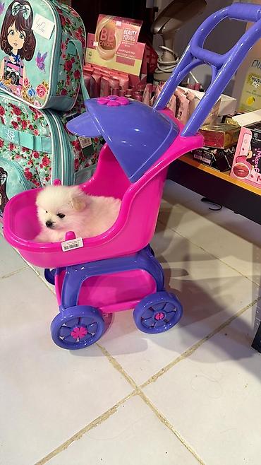mini spitz: Şpitz, 1 ay, Dişi, Ödənişli çatdırılma — 2