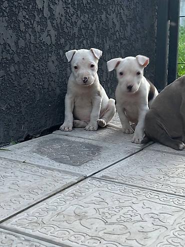 Продажа собак: Питбуль, 1 месяц, Самец — 10