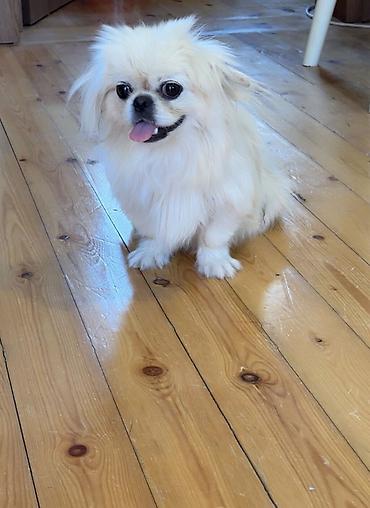itləri: Pekines, 8 ay, Dişi, Ünvandan götürmə — 2