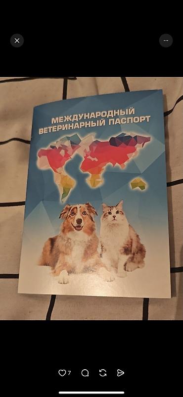 Продажа кошек: Скотиш Фолд (Шотландская вислоухая), 2 месяца, Девочка, Серый, Приучена к лотку, Проглистована, С документами — 8