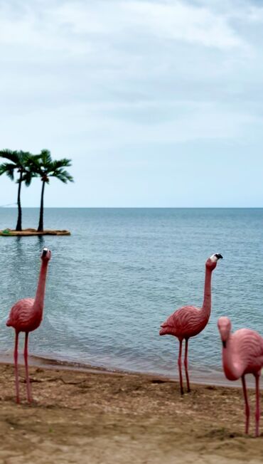 Иссык-Куль 2025: Коттедж, ЦО Palm Beach, Чок-Тал — 11